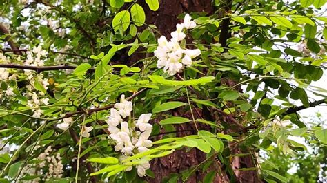 槐樹開花|槐花幾月開